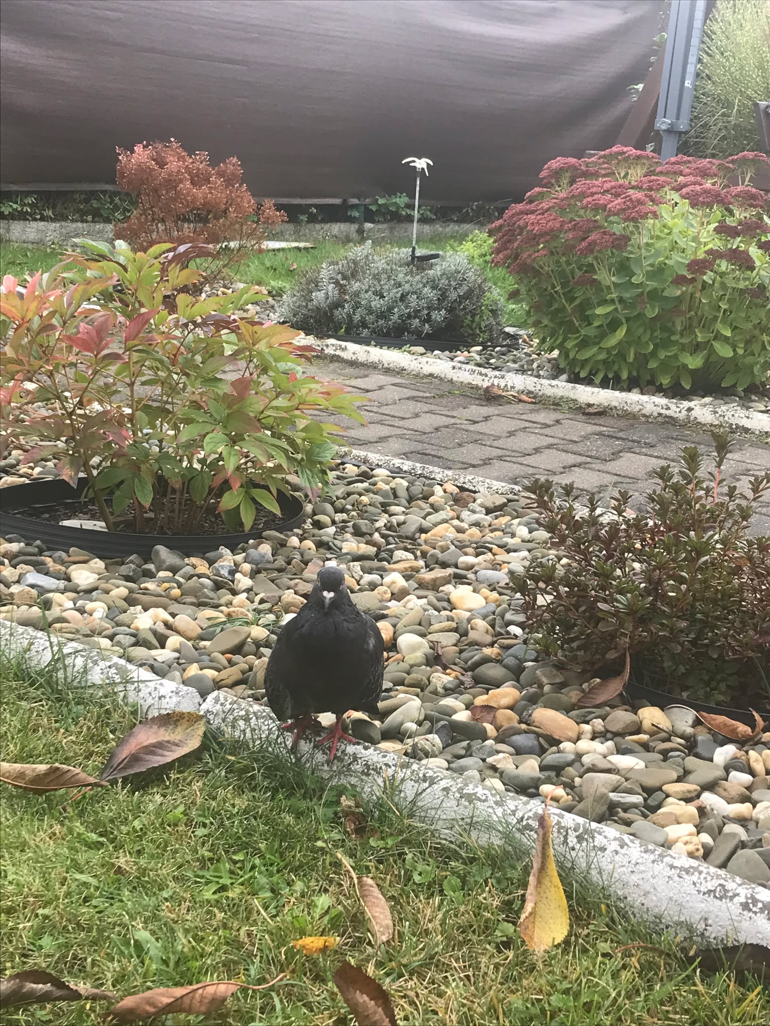 Gołąb chodzący po działce z roślinami