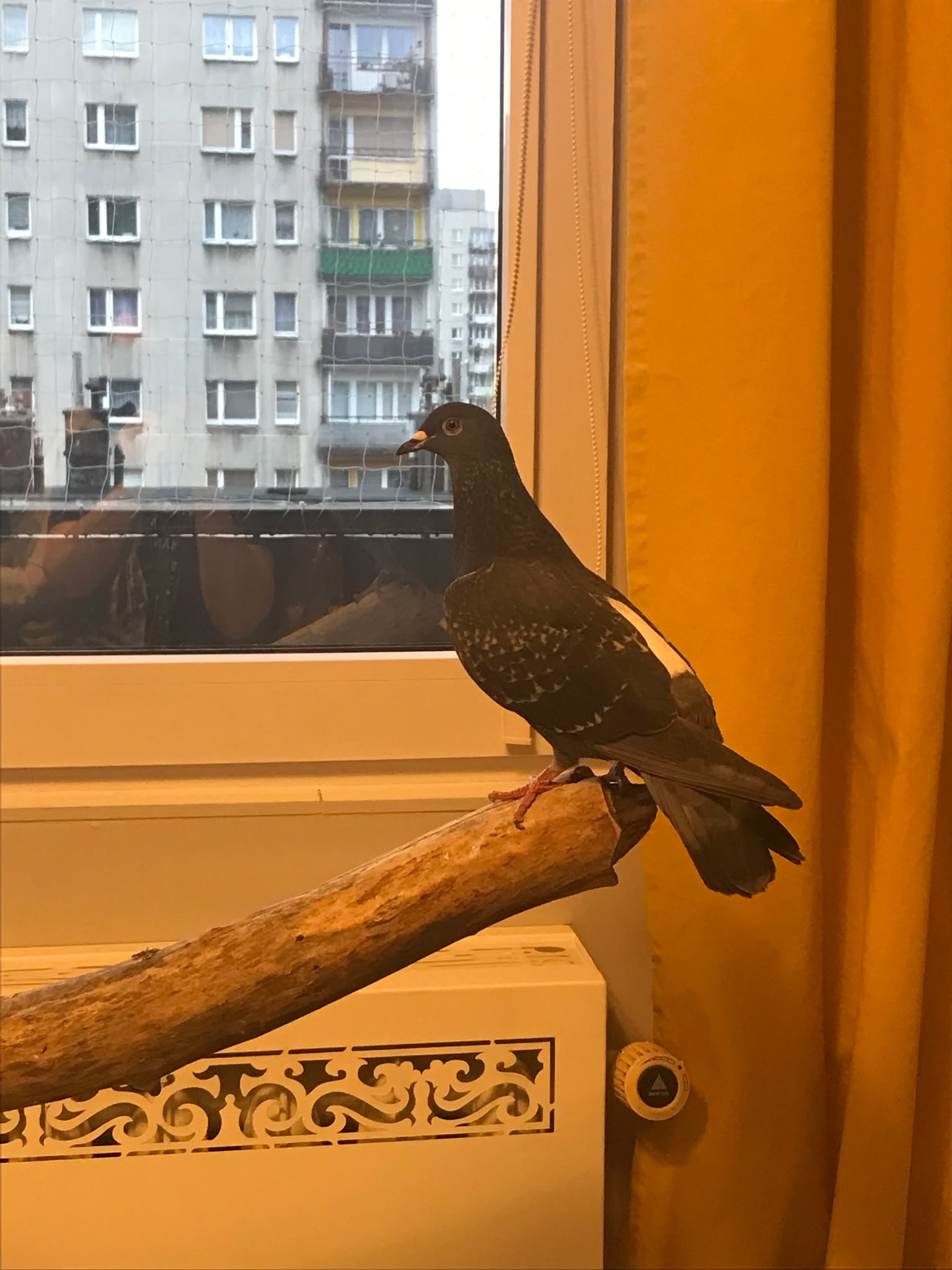 Dzióbek przy oknie, gołąb siedzący na gałęzi