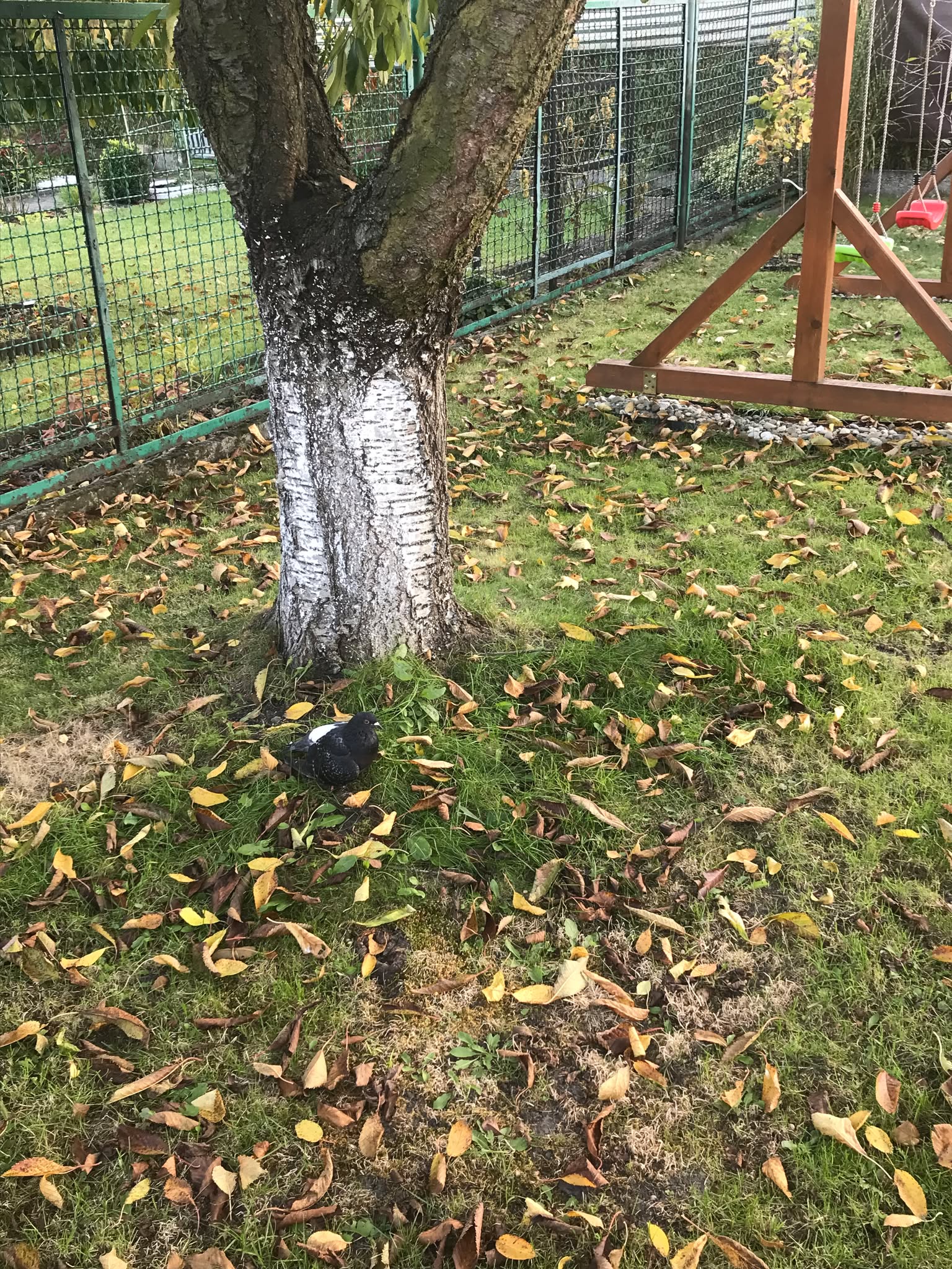 Ranny gołąb o imieniu Dzióbek chodzący pod blokiem