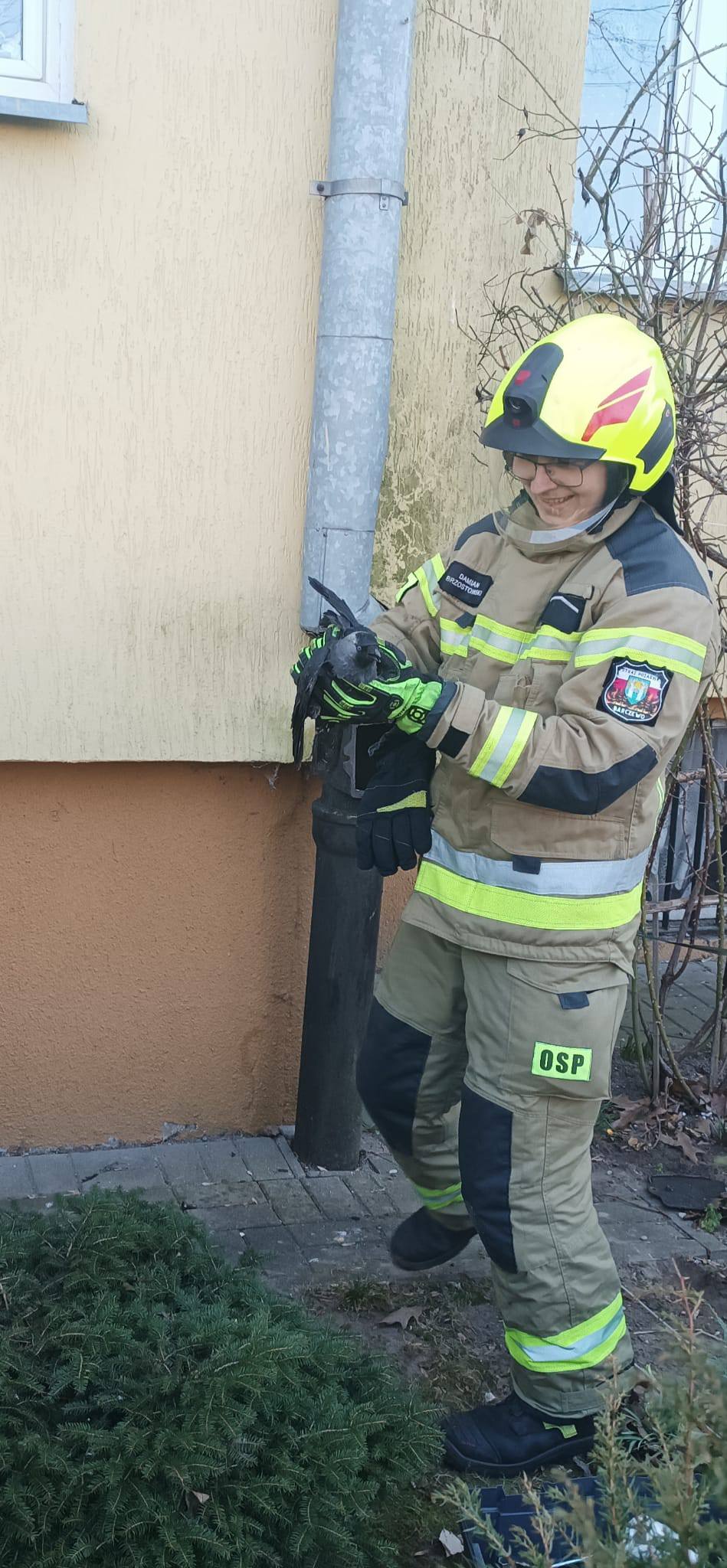 Kawka w rękach strażaka