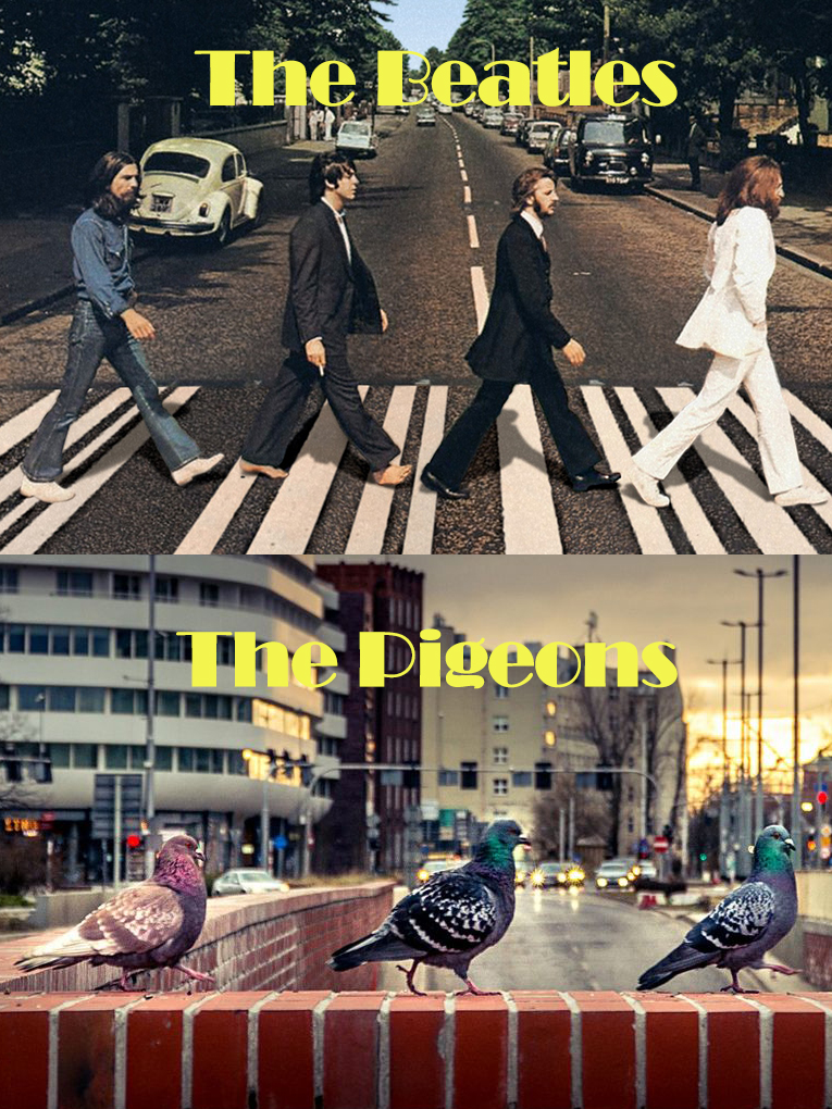 Kolejny miesiąc pełen wyzwań dla Fundacji Chatka Gołębia