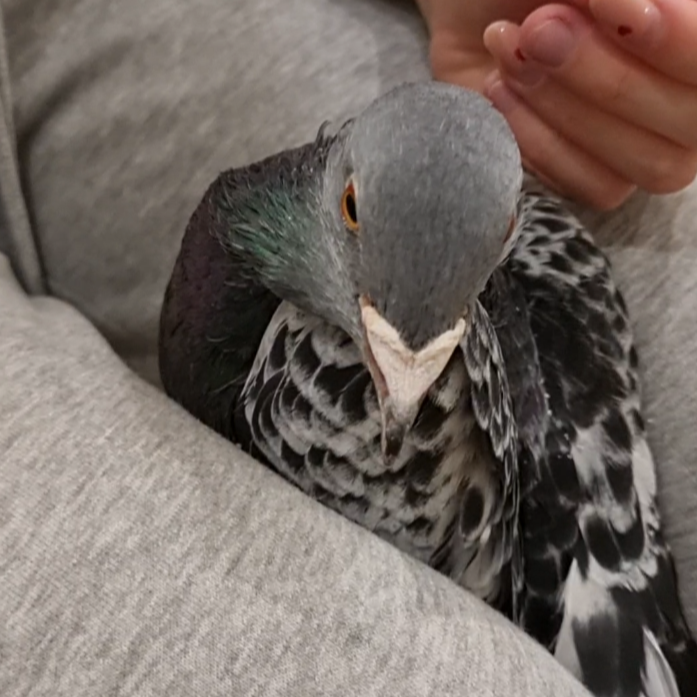 Gołąb owinięty ręcznikiem wsadzony między uda, tzw. burrito.