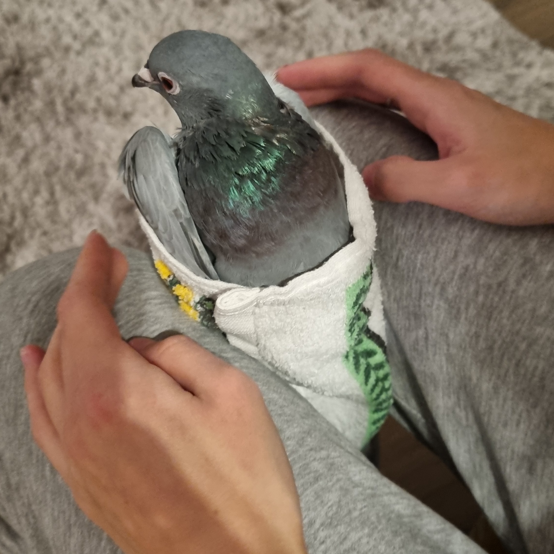 Gołąb owinięty ręcznikiem wsadzony między uda, tzw. burrito.