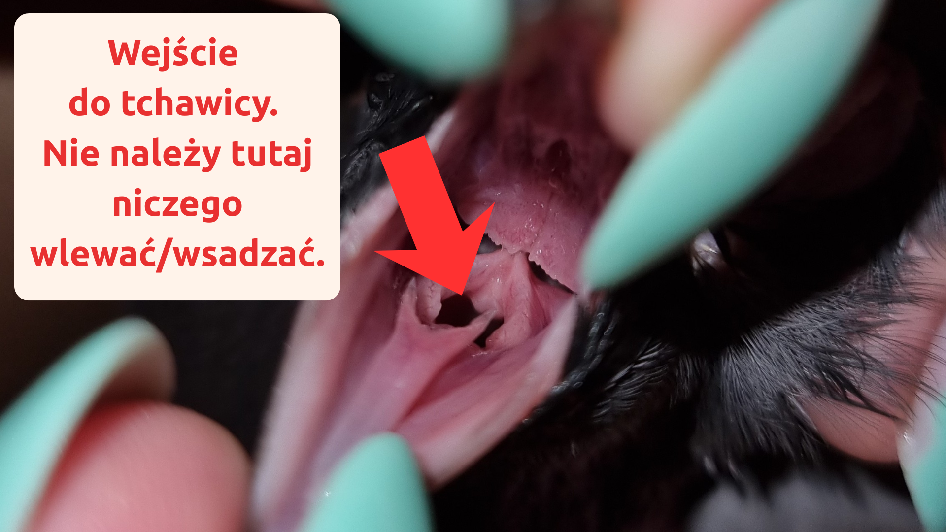 Nieprawidłowe podanie płynu - wejście do tchawicy.