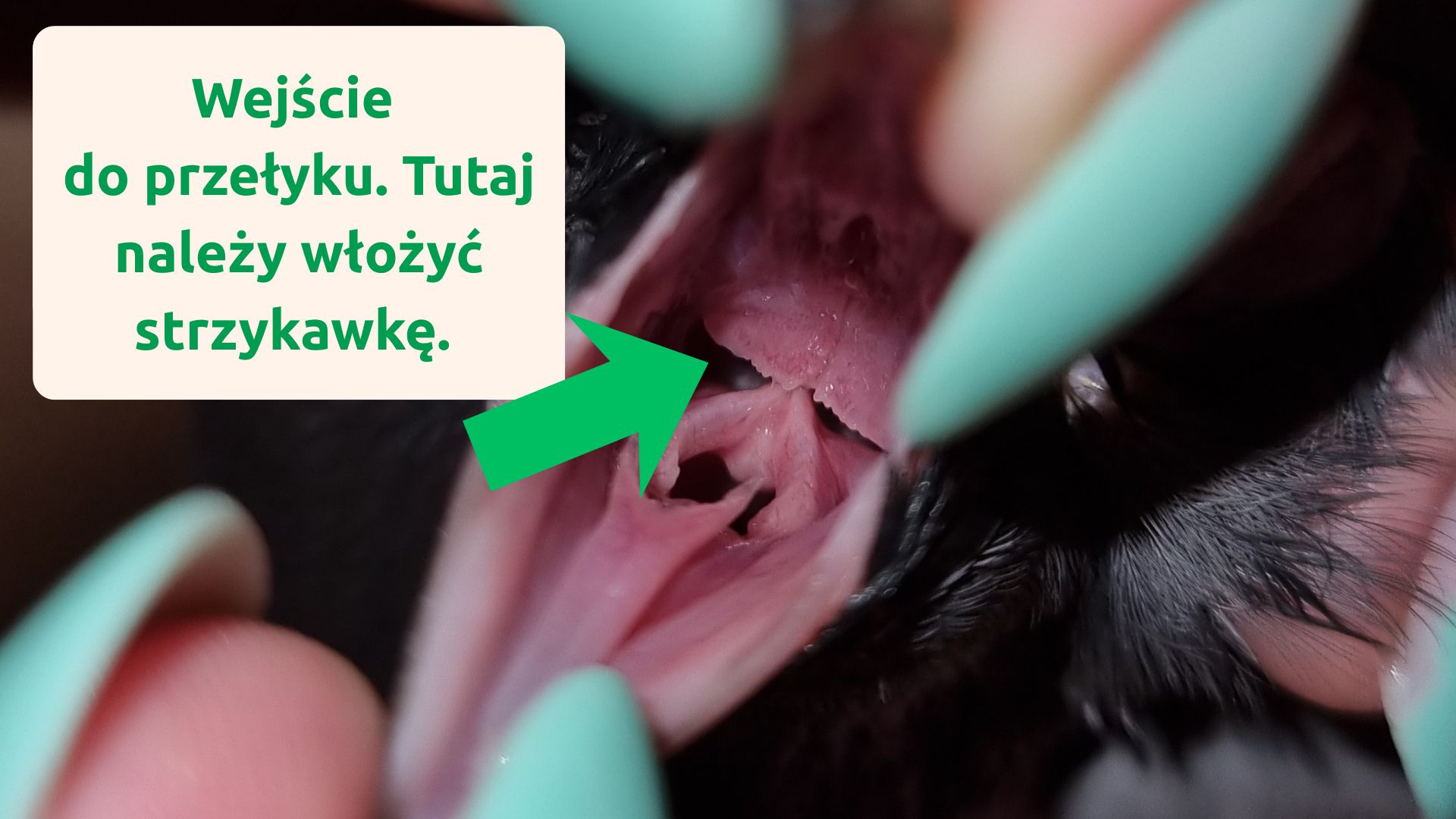 Prawidłowe podanie płynu - omijając wejście do tchawicy.