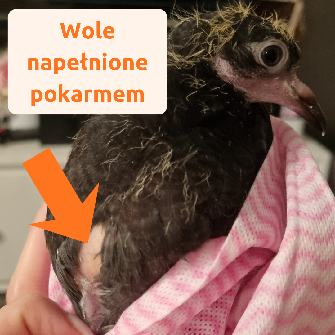 Gołąb owinięty ręcznikiem wsadzony między uda, tzw. burrito.