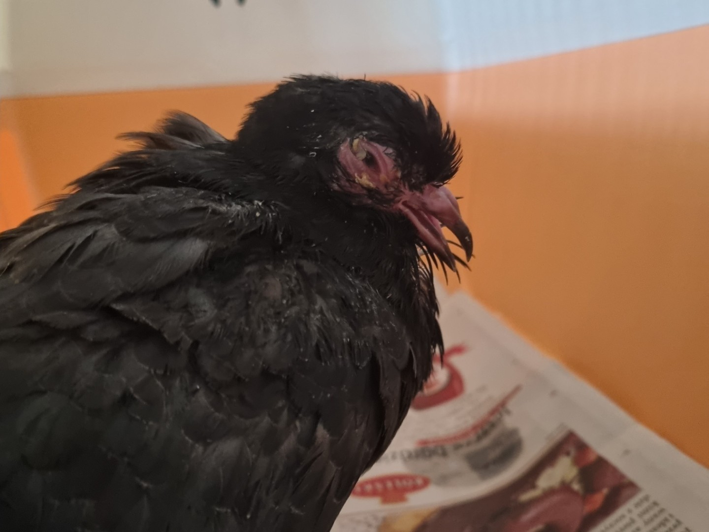 Gołąb miejski z dziobem zablokowanym nalotami rzęsistkowymi.