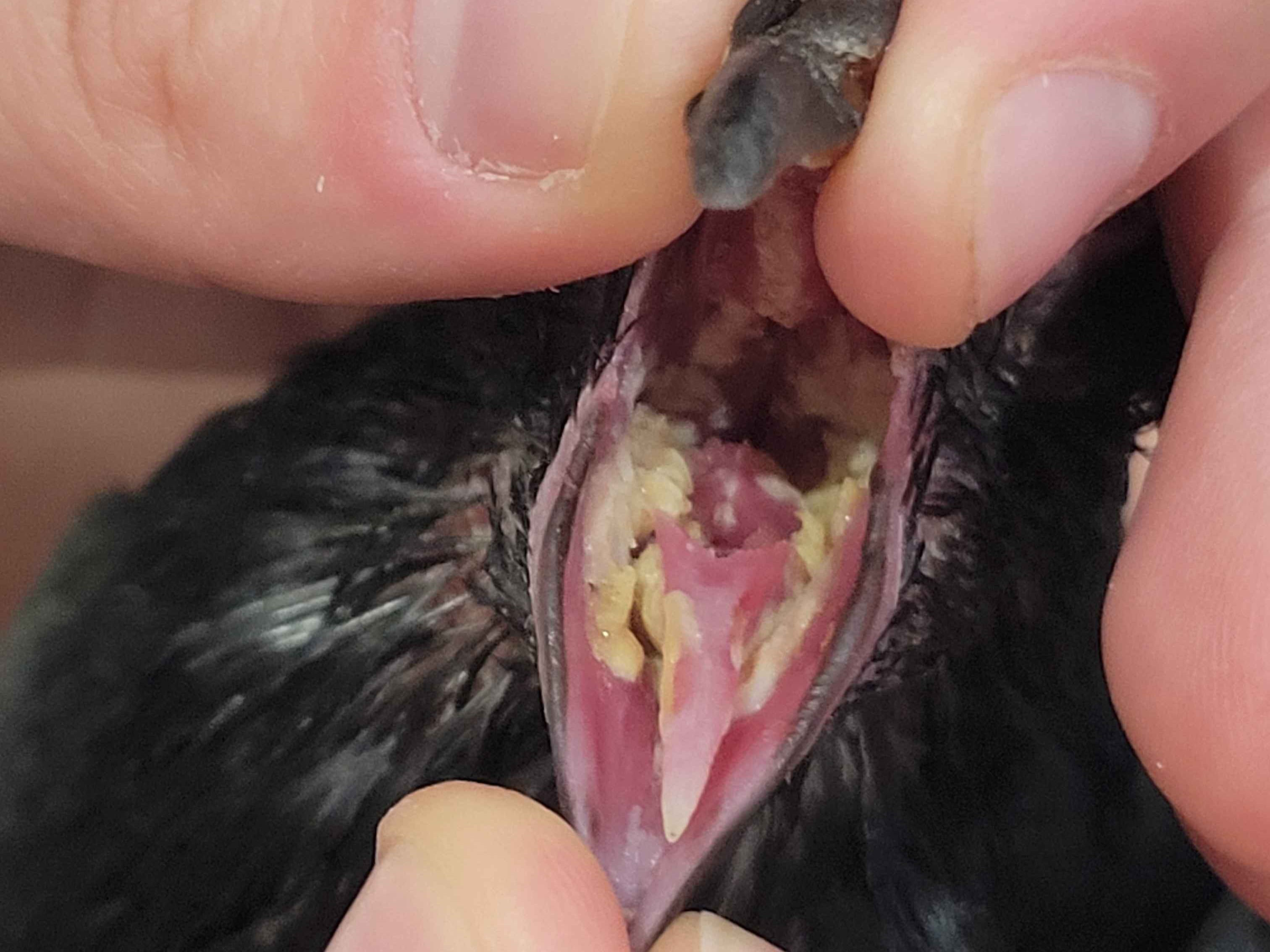 Żółte serowate naloty rzęsistkowe w jamie dziobowej gołębia miejskiego.