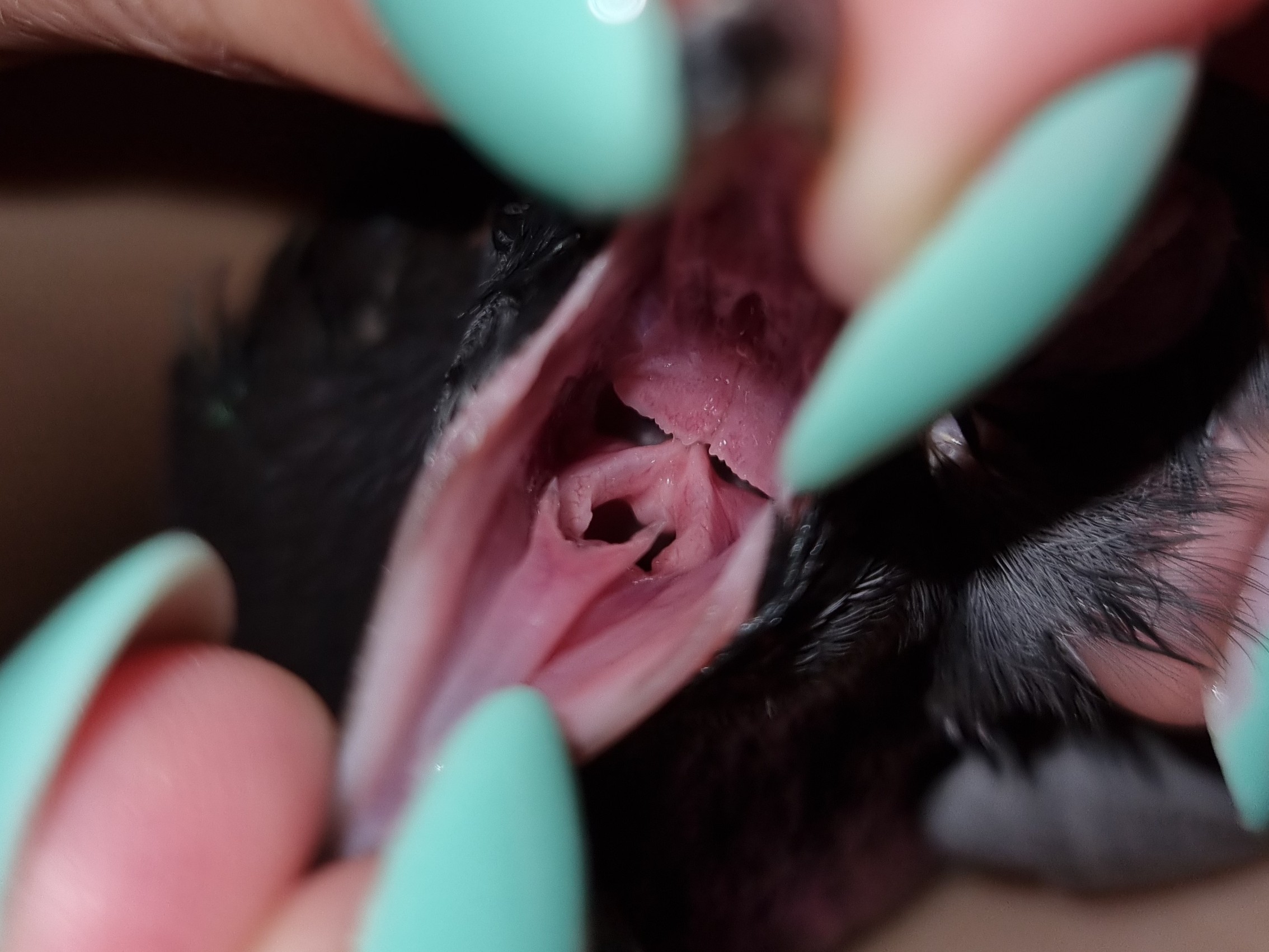 Białe kropki w jamie dziobowej gołąbki miejskiej spowodowane przez rzęsistkowicę.