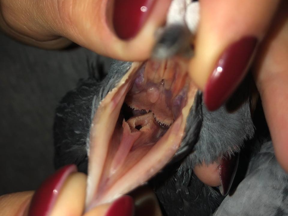 Gołąb miejski ze stanem zapalnym jamy dziobowej spowodowanym przez rzęsistkowicę.