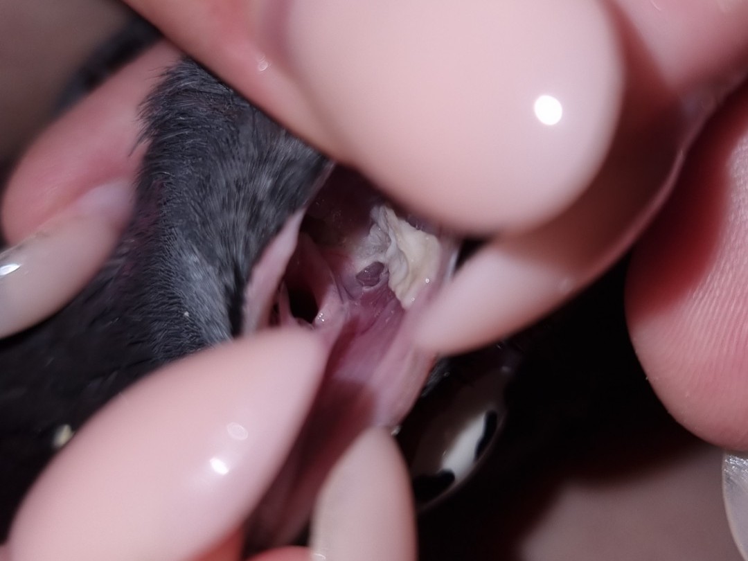 Kremowe naloty w dziobie gołębia miejskiego przypominające naloty rzęsistkowe.