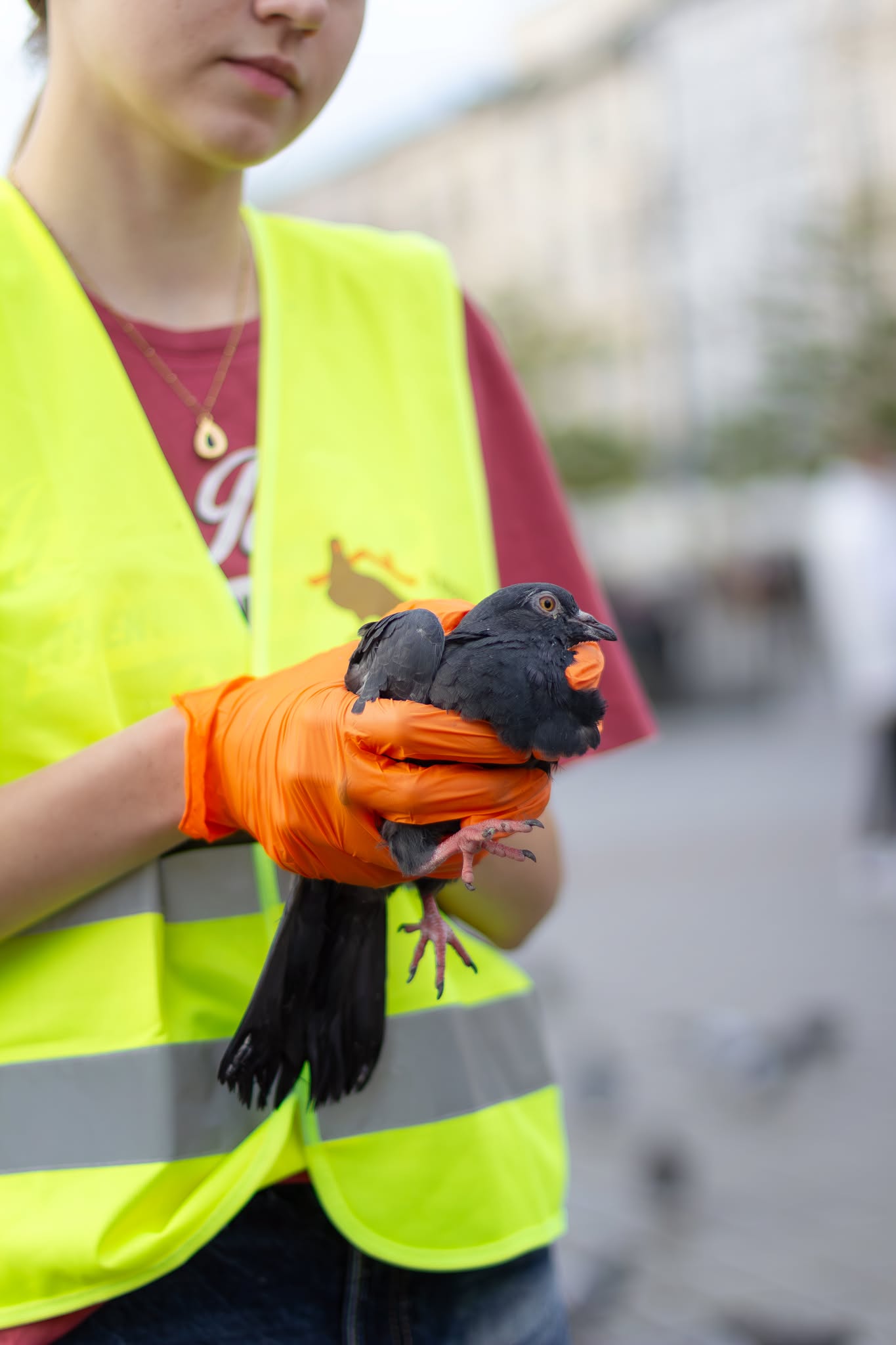 Ratowanie gołębi z krakowskiego Rynku